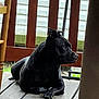 animal, backyard, black_dog, calm, closeup, daylight, dog, domestic_animal, ears, fence, outdoor, paw, pet, porch, quiet, quiet_moment, resting, side_view, snout, wooden_floor