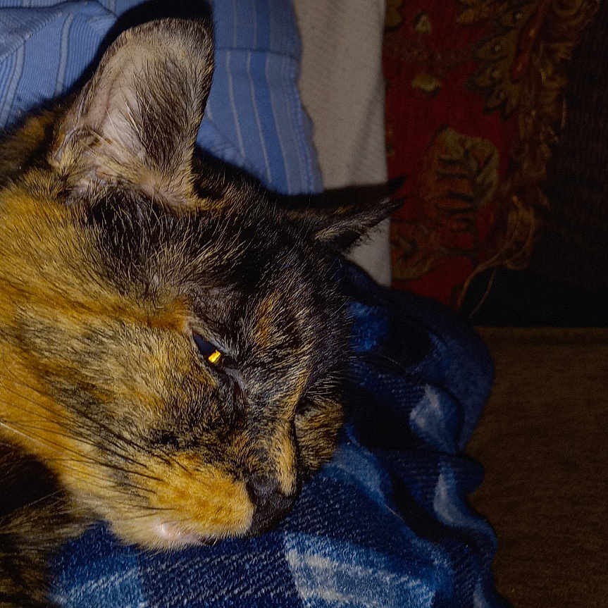 Hidey Hopper joined the competition — help win amazing prizes! animal, blanket, blue, cat, close_up, cozy, domestic_cat, ear, fur, indoor, nose, pet, plaid, resting, sleeping, soft, striped_pillow, texture, tortoiseshell_cat, whiskers