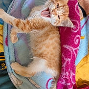 Choupi a rejoint le concours — aidez-le/la à gagner de superbes lots ! kitten, cat, orange_tabby, feline, pet, animal, cute, stretching, yawning, blanket, fleece, colorful, indoor, cozy, fur, whiskers, paw, playful, resting, young
