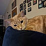 cat, orange_tabby, cushion, indoor, home, wall_decor, photoframes, american_flag, relaxed, pet, feline, closeup, fur, resting, domestic_animal, cozy, living_room, whiskers, sleepy, comfort