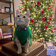 Koi is registered to the contest to win money with this photo: cat, ginger_cat, christmas_tree, christmas_ornaments, christmas_lights, holiday_sweater, bow_tie, leather_ottoman, wrapped_presents, decorations, indoor, home, sitting, festive, holiday, furniture, shelf, books, cozy, pet