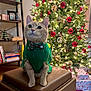 cat, ginger_cat, christmas_tree, christmas_ornaments, christmas_lights, holiday_sweater, bow_tie, leather_ottoman, wrapped_presents, decorations, indoor, home, sitting, festive, holiday, furniture, shelf, books, cozy, pet