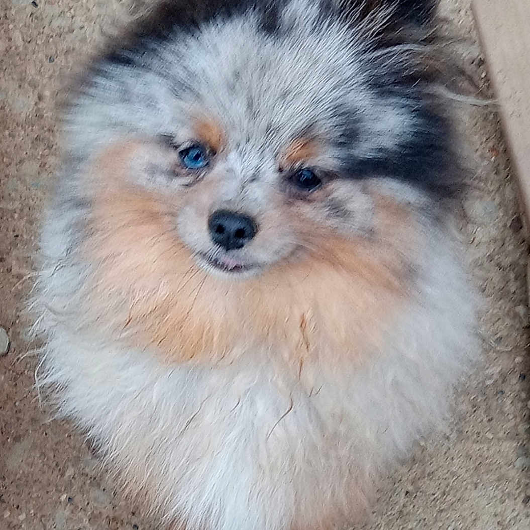 Casper joined the competition — help win amazing prizes! adorable, animal, blue_eyes, brown_eyes, closeup, concrete, cute, dog, ears, face, fluffy, fur, looking_up, multicolored, nose, outdoor, pet, pomeranian, portrait, small_dog
