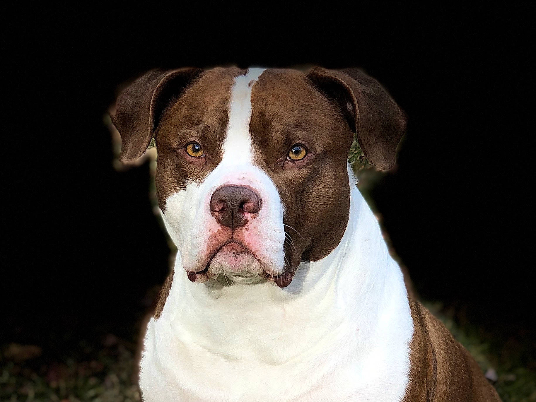 Paisan is registered to the contest to win money with this photo: ancient_dog_breeds, carnivore, companion_dog, dog, dog_breed, dog_collar, fawn, hunting_dog, liver, molosser, non_sporting_group, snout, sporting_group, terrestrial_animal, whiskers, working_animal, working_dog