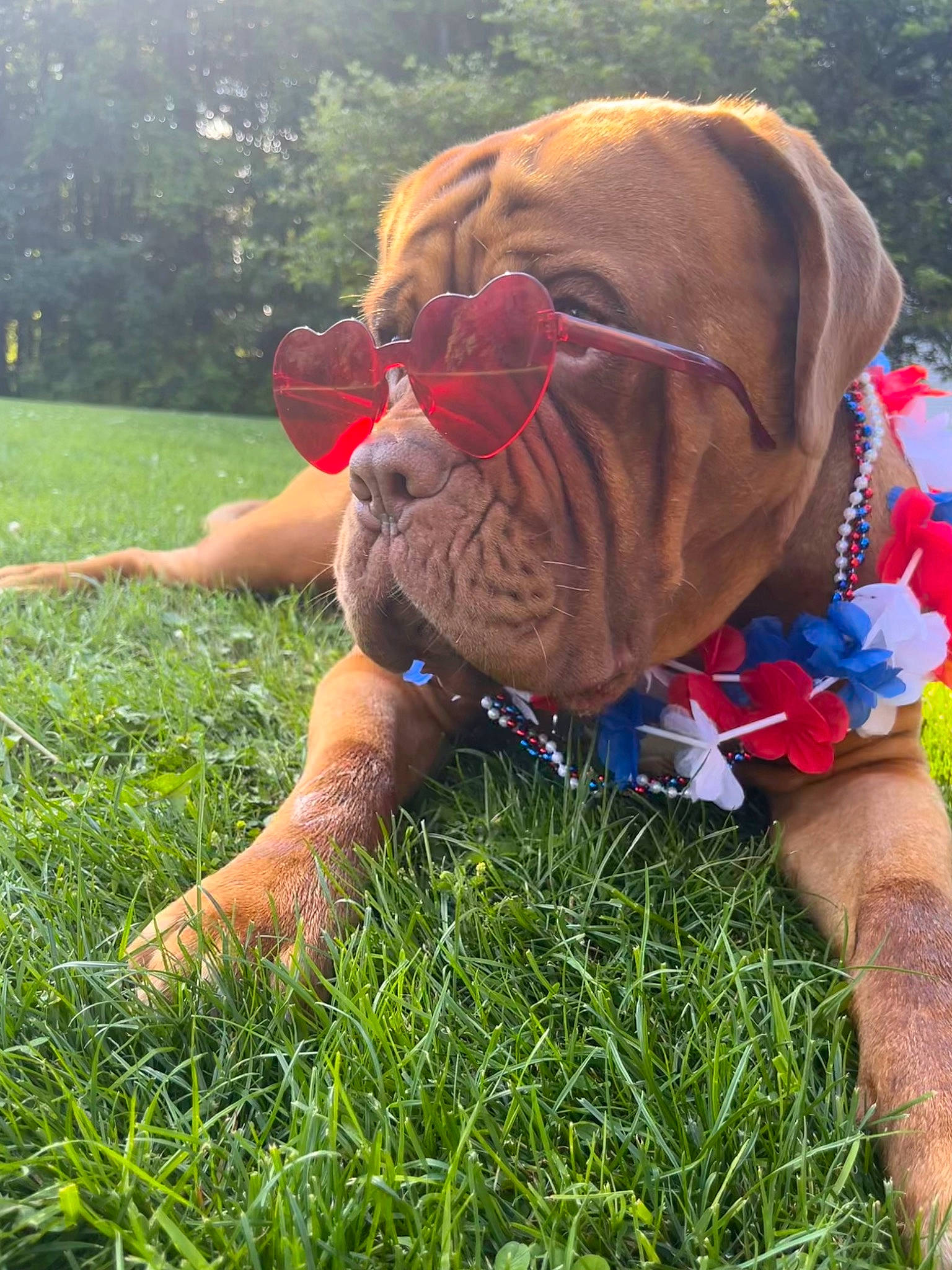 Moira joined the competition — help win amazing prizes! canidae, carnivore, collar, companion_dog, dog, dog_breed, dog_collar, dog_supply, fawn, grass, grassland, liver, people_in_nature, pet_supply, plant, recreation, snout, sporting_group, tree, working_animal