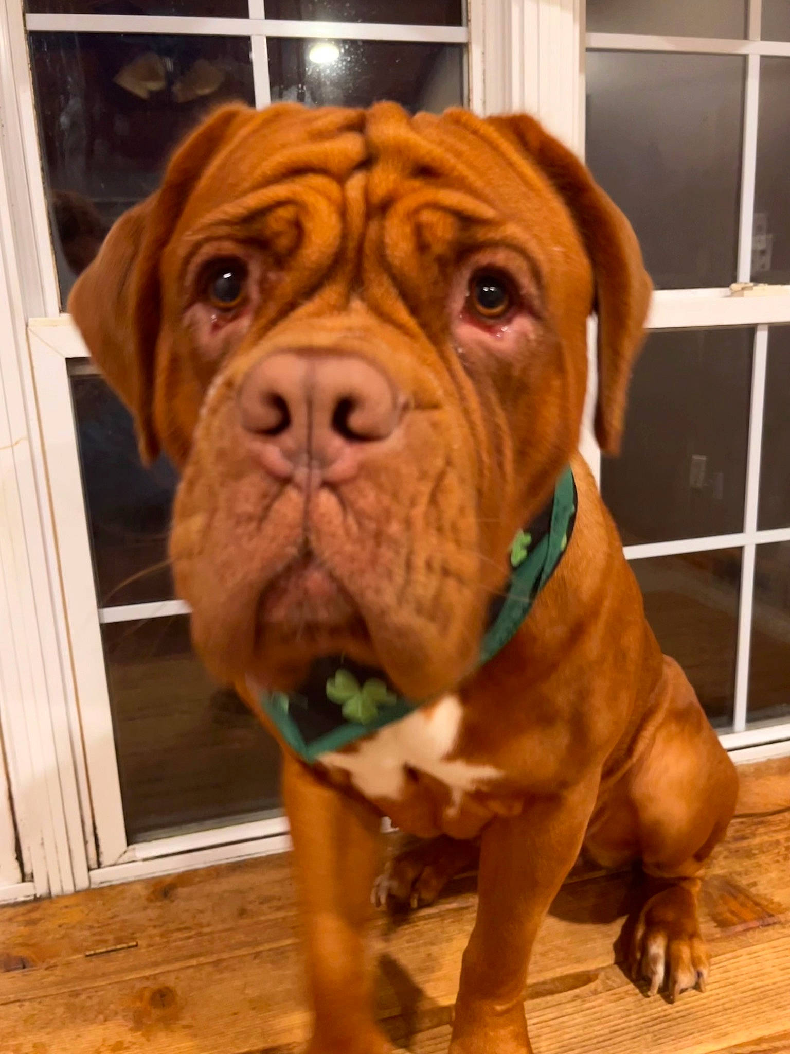 Moira joined the competition — help win amazing prizes! canidae, carnivore, collar, companion_dog, dog, dog_breed, dog_collar, fawn, floor, flooring, handwriting, hardwood, liver, snout, sporting_group, varnish, wood, working_animal, working_dog, wrinkle