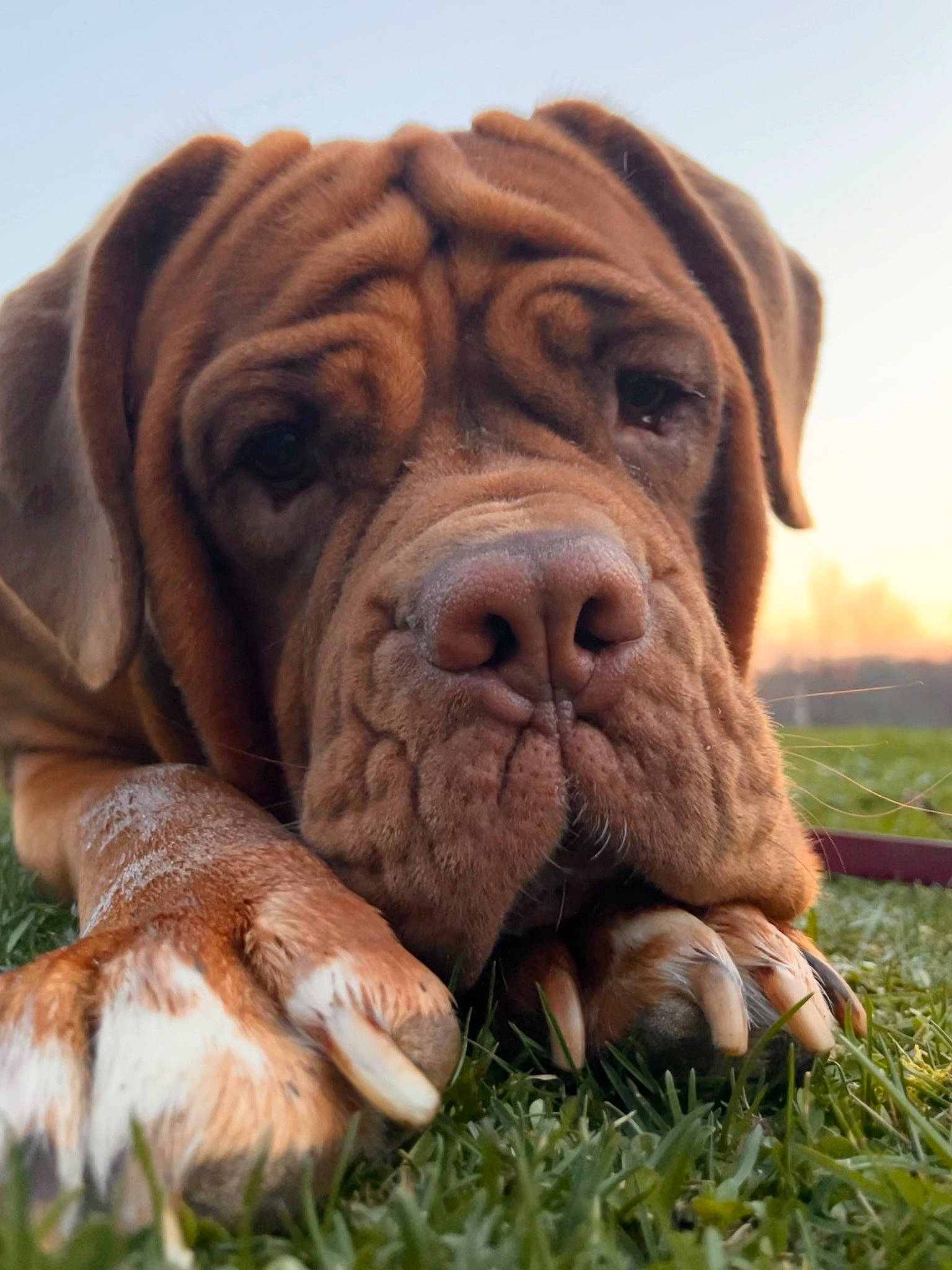 Moira joined the competition — help win amazing prizes! biting, canidae, carnivore, companion_dog, dog, dog_breed, fawn, grass, liver, molosser, ori_pei, plant, shar_pei, sky, snout, sporting_group, terrestrial_animal, wildlife, working_animal, wrinkle