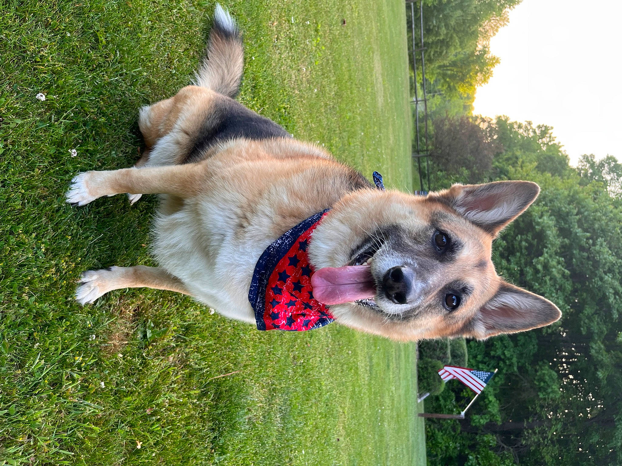 Maci joined the competition — help win amazing prizes! ancient_dog_breeds, canidae, carnivore, collar, companion_dog, dog, dog_breed, dog_collar, dog_supply, east_european_shepherd, fang, german_shepherd_dog, grass, non_sporting_group, plant, sporting_group, tail, tree, working_animal, working_dog