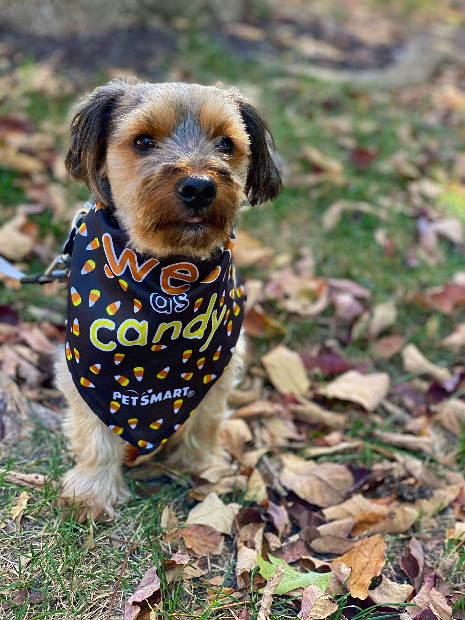 Snicker is registered to the contest to win money with this photo: canidae, carnivore, companion_dog, dachshund, dog, dog_breed, dog_clothes, dog_supply, fawn, grass, liver, plant, snout, soil, sporting_group, terrestrial_animal, terrier, toy_dog, whiskers, wood