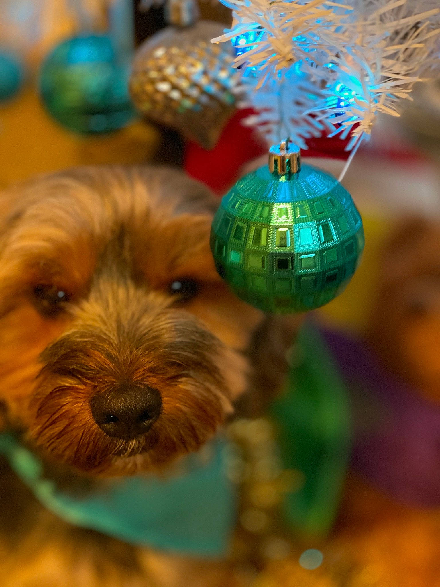 Snicker is registered to the contest to win money with this photo: blue, carnivore, christmas_decoration, christmas_ornament, companion_dog, conifer, dog, event, fawn, grass, holiday, holiday_ornament, organism, ornament, palm_tree, terrier, toy, toy_dog, whiskers, wood