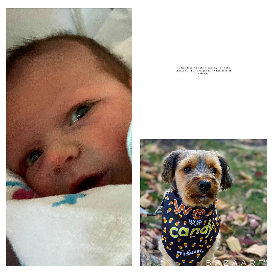 Snicker is registered to the contest to win money with this photo: adaptation, canidae, carnivore, circle, collage, companion_dog, dog, dog_breed, eyelash, font, happy, liver, rectangle, selfie, snout, sporting_group, stock_photography, toddler, toy_dog, working_animal