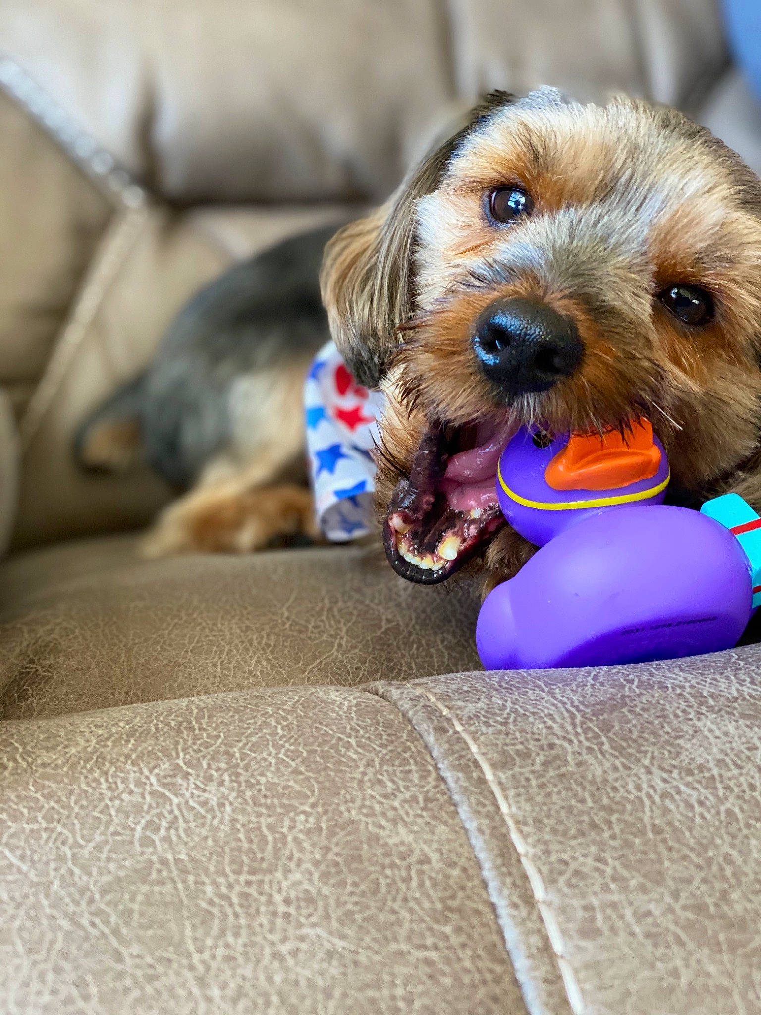Snicker joined the competition — help win amazing prizes! airedale_terrier, carnivore, comfort, companion_dog, couch, dog, dog_breed, dog_supply, electric_blue, fawn, fur, happy, linens, liver, paw, pet_supply, sitting, sporting_group, working_animal