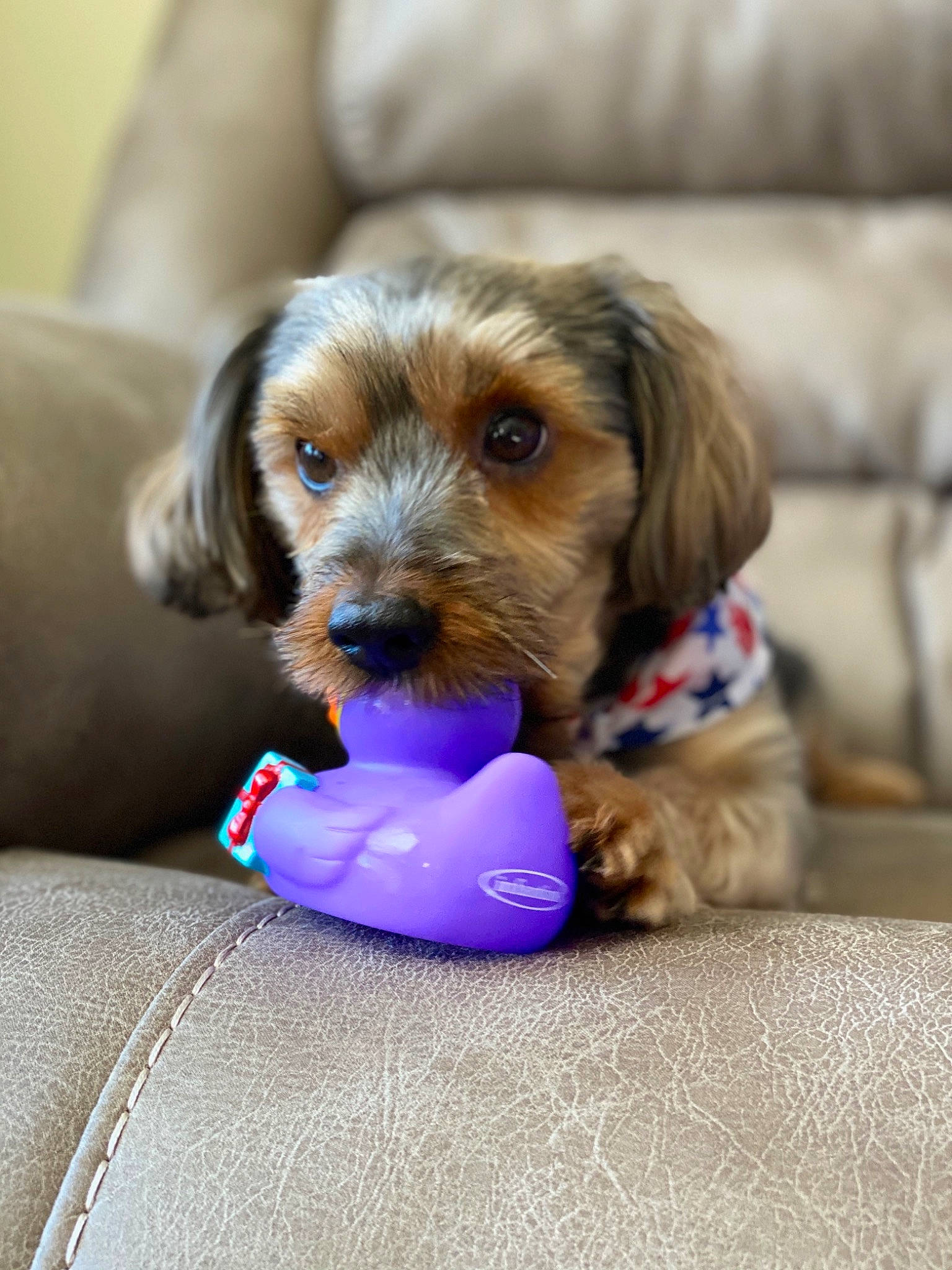 Snicker joined the competition — help win amazing prizes! canidae, carnivore, comfort, companion_dog, couch, dog, dog_breed, dog_supply, electric_blue, fawn, flooring, fur, liver, pet_supply, snout, sporting_group, toy, toy_dog, wood, working_animal