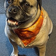 Harley is registered to the contest to win money with this photo: animal, bandana, canine, carpet, companion, cute, dog, domestic_animal, ears, friendly, fur, happy, indoor, looking_up, muzzle, orange, paw, pet, pug, sitting