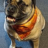 animal, bandana, canine, carpet, companion, cute, dog, domestic_animal, ears, friendly, fur, happy, indoor, looking_up, muzzle, orange, paw, pet, pug, sitting