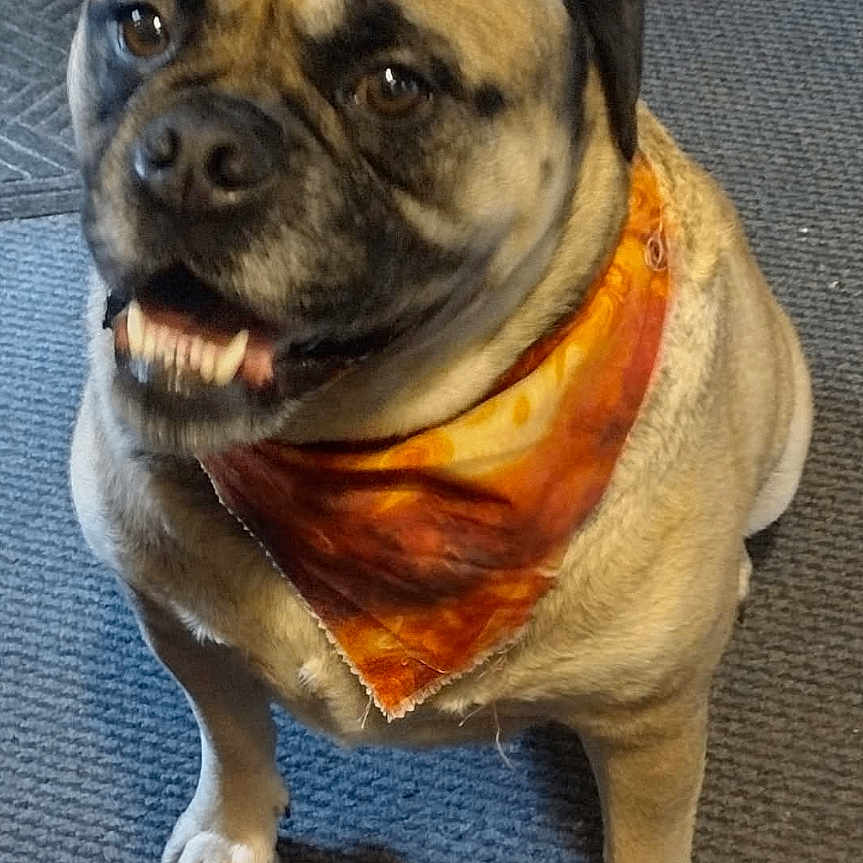 Harley