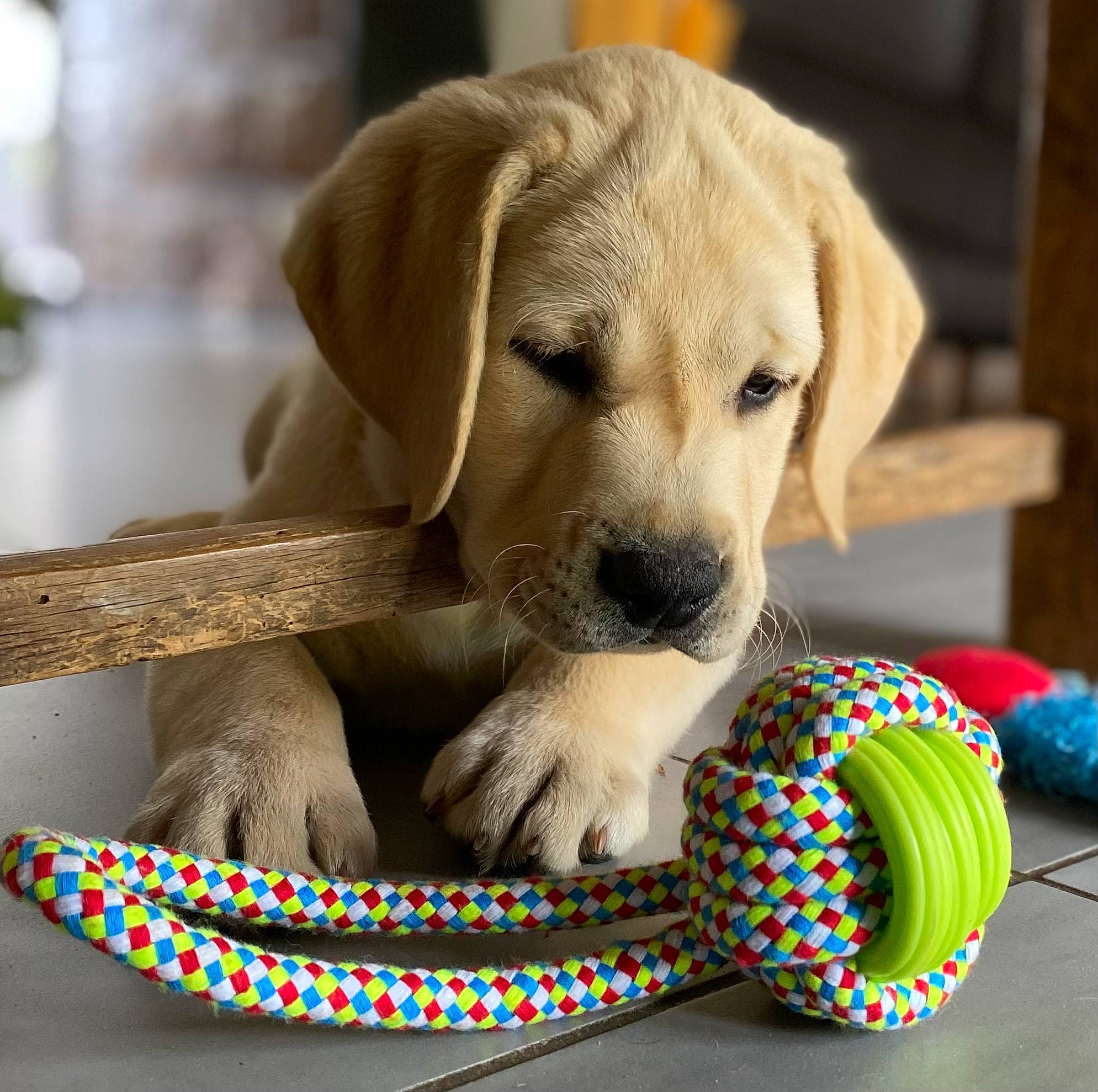 Ulio participe au concours pour gagner de l'argent avec cette photo : canidae, carnivore, companion_dog, dog, dog_bed, dog_breed, dog_supply, dog_toy, fawn, flooring, pattern, paw, pet_supply, snout, sporting_group, terrestrial_animal, toy, whiskers, wood, working_animal