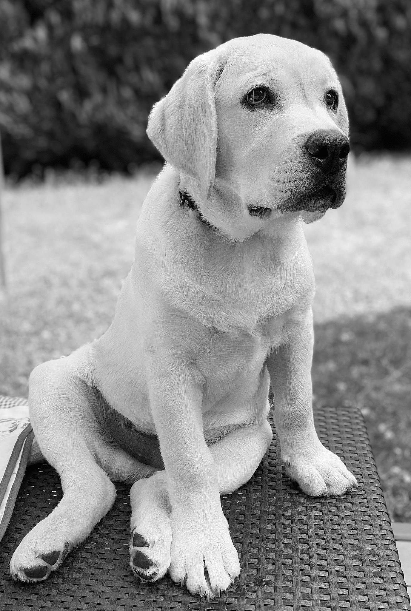 Ulio a rejoint le concours — aidez-le/la à gagner de superbes lots ! black, black_and_white, canidae, carnivore, companion_dog, dog, dog_breed, fawn, foot, grass, monochrome, monochrome_photography, photograph, sporting_group, stock_photography, style, terrestrial_animal, whiskers, white, working_animal