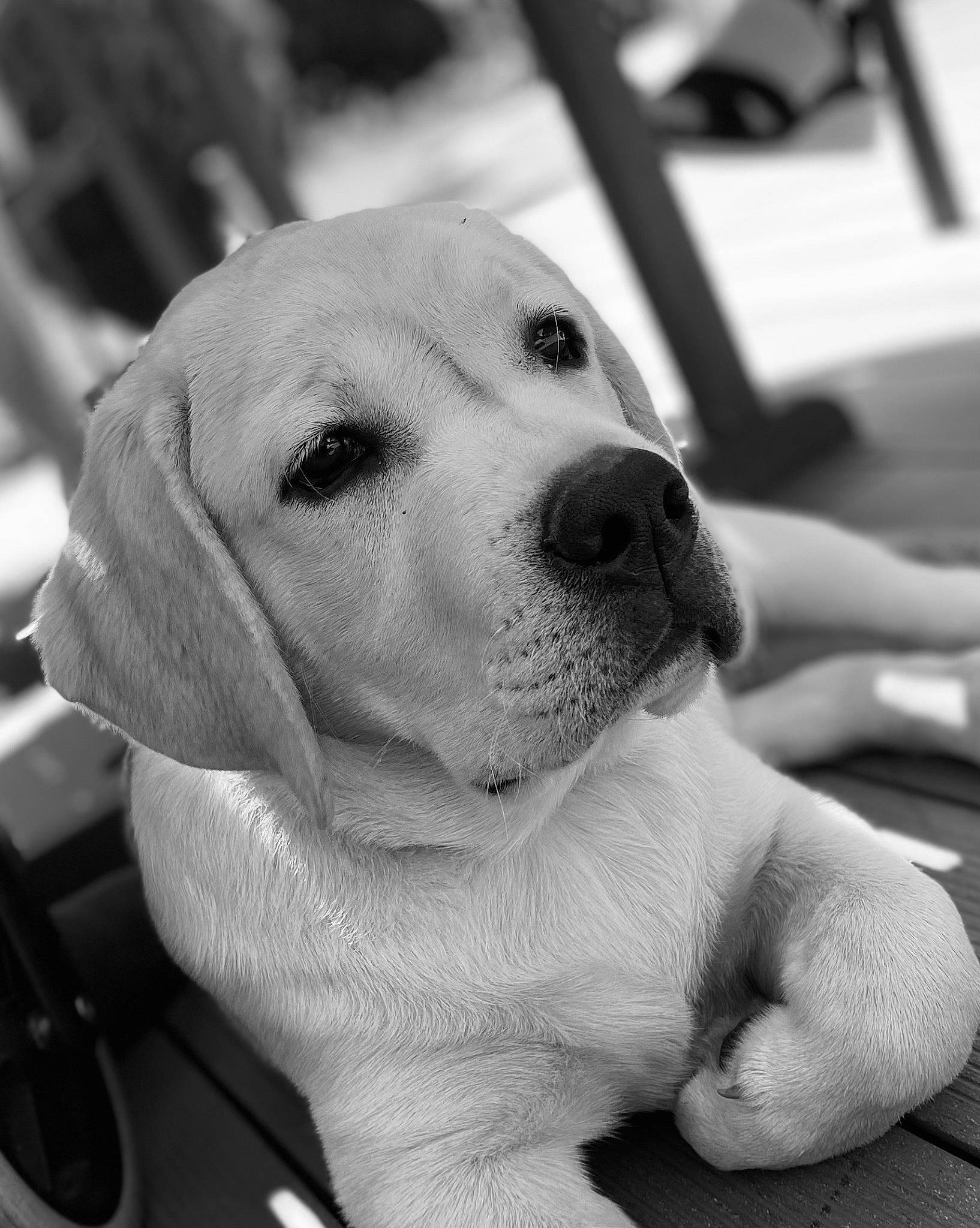 Ulio a rejoint le concours — aidez-le/la à gagner de superbes lots ! black, black_and_white, carnivore, collar, companion_dog, dog, dog_breed, dog_collar, ear, fawn, gesture, happy, mammal, monochrome, monochrome_photography, snout, style, vertebrate, whiskers, white