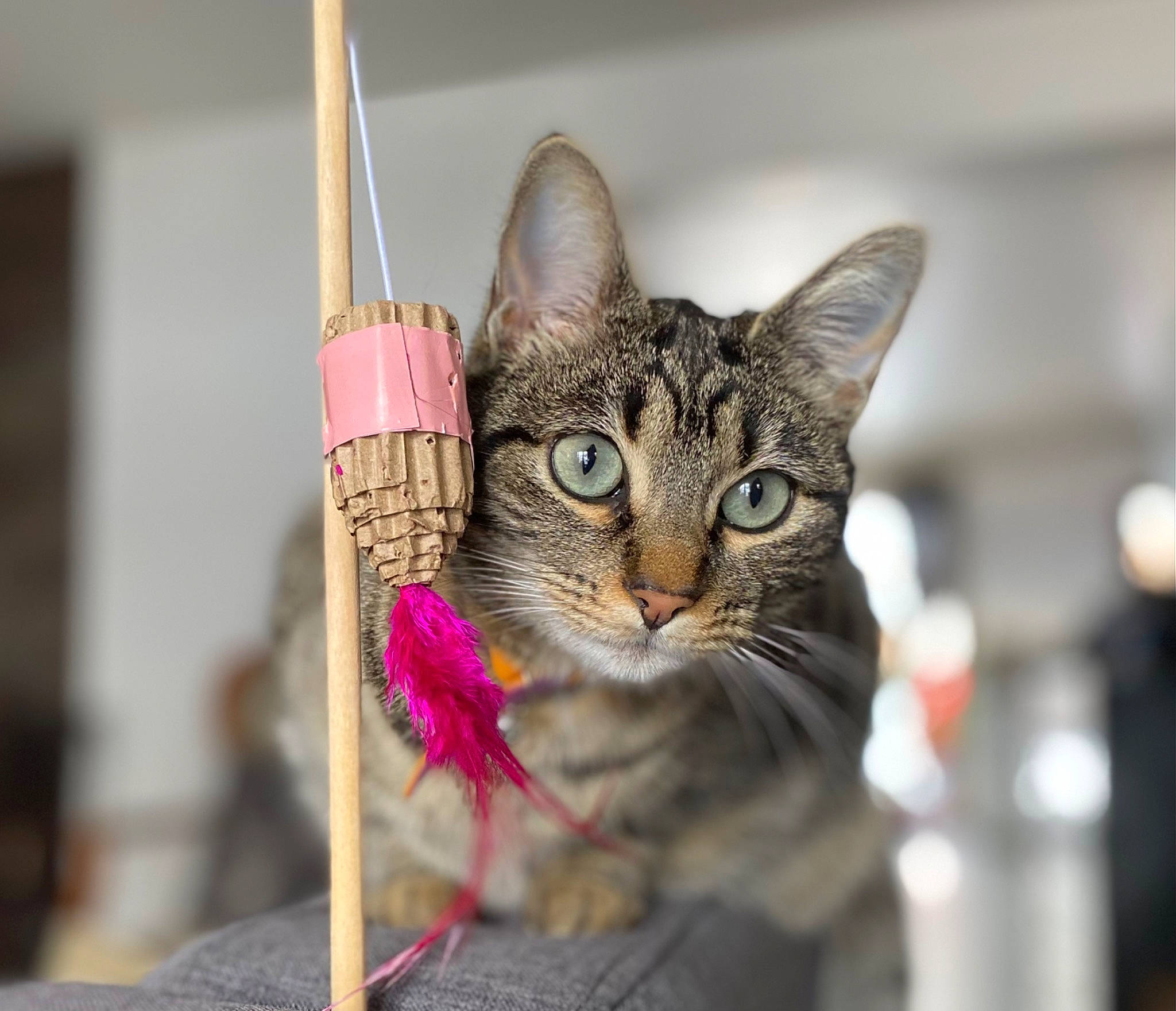 Sharly a rejoint le concours — aidez-le/la à gagner de superbes lots ! carnivore, cat, claw, domestic_short_haired_cat, fashion_accessory, felidae, fur, magenta, paper_product, pet_supply, small_to_medium_sized_cats, snout, tail, toy, tree, whiskers, wildlife