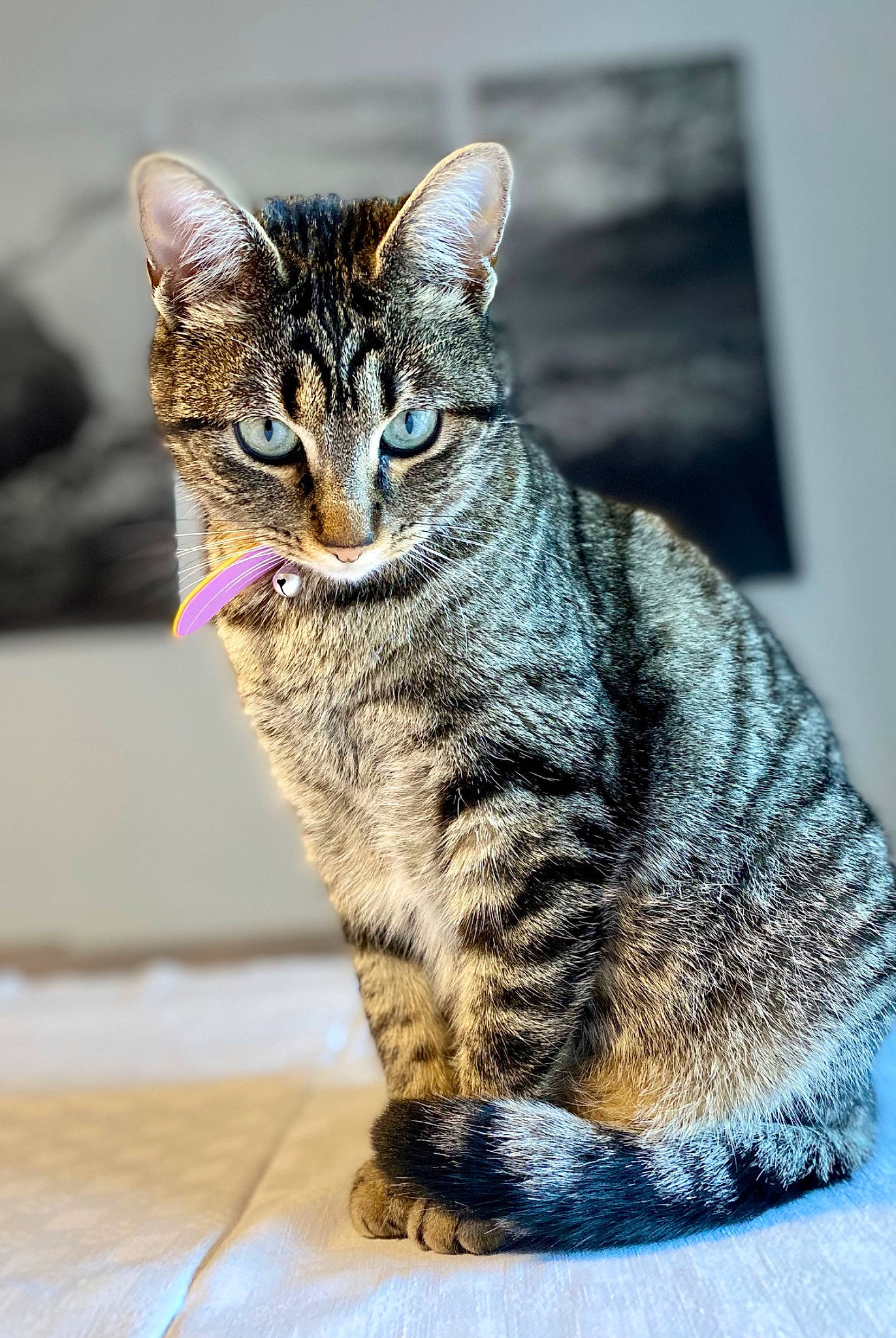 Sharly participe au concours pour gagner de l'argent avec cette photo : carnivore, cat, claw, domestic_short_haired_cat, felidae, fur, paw, rectangle, sitting, small_to_medium_sized_cats, snout, tail, terrestrial_animal, whiskers, wildlife