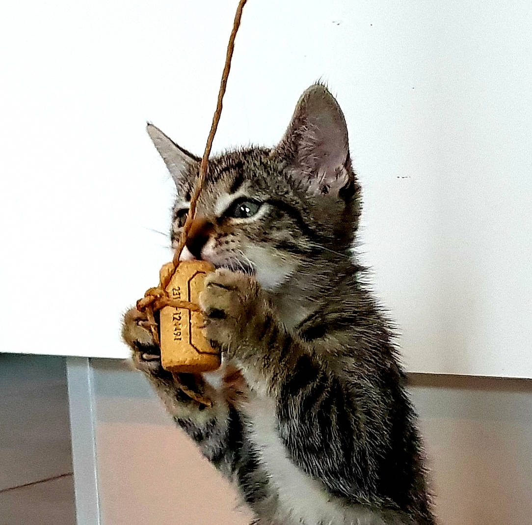 Sharly a rejoint le concours — aidez-le/la à gagner de superbes lots ! art, bobcat, carnivore, cat, claw, domestic_short_haired_cat, felidae, fur, lynx, paw, sitting, small_to_medium_sized_cats, snout, tail, terrestrial_animal, whiskers, wildlife