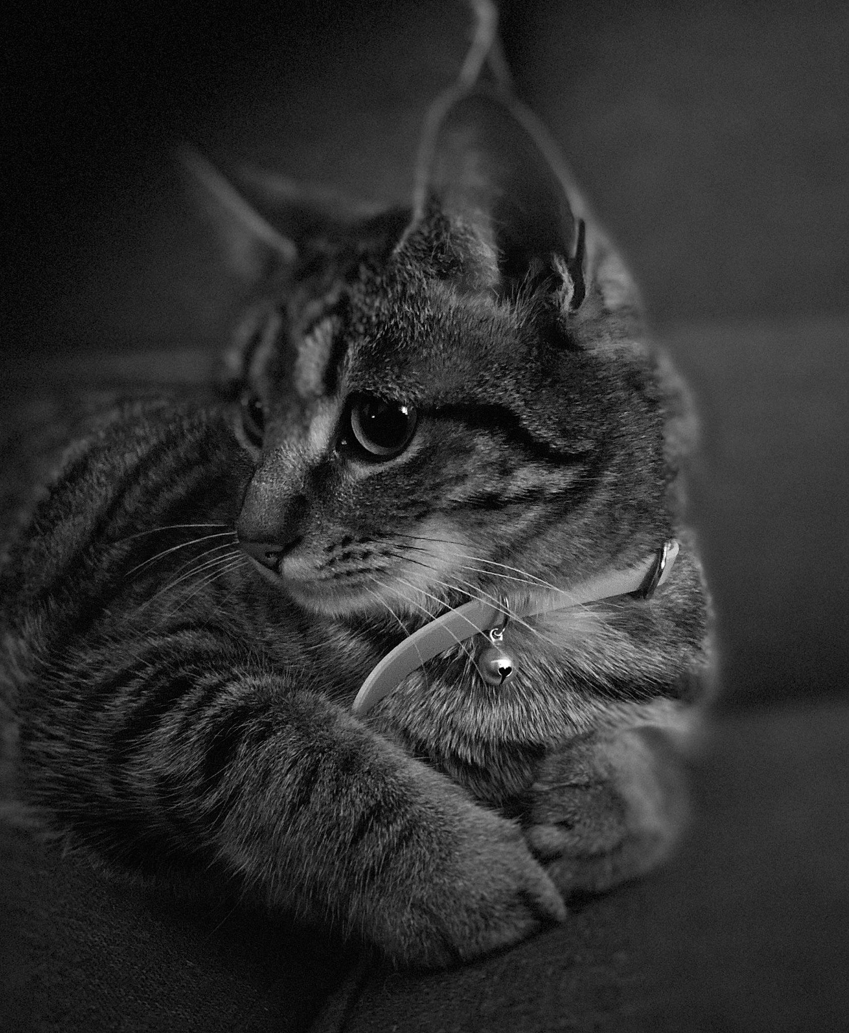 Sharly a rejoint le concours — aidez-le/la à gagner de superbes lots ! black_and_white, carnivore, cat, darkness, domestic_short_haired_cat, ear, eye, felidae, fur, grey, head, monochrome, monochrome_photography, small_to_medium_sized_cats, snout, still_life_photography, stock_photography, style, terrestrial_animal, whiskers