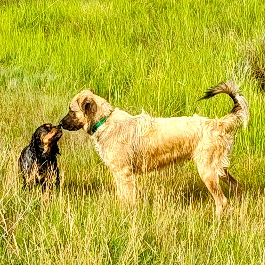 Banks is registered to the contest to win money with this photo: animal, canine, countryside, dog, field, goldenretriever, grass, grassland, green, hound, meadow, nature, outdoors, pet, plant, pointer, puppy, rural, terrier, vegetation