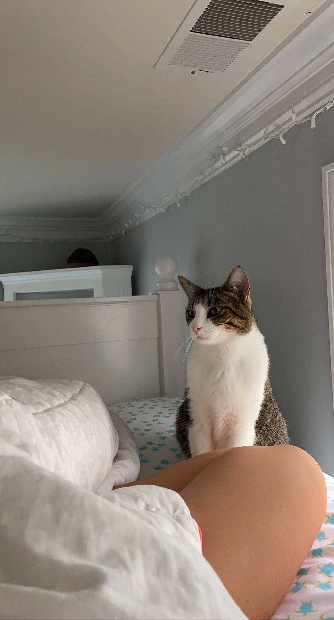 Chuck is registered to the contest to win money with this photo: carnivore, cat, ceiling, comfort, domestic_short_haired_cat, felidae, floor, flooring, fur, grey, hardwood, linens, room, small_to_medium_sized_cats, stairs, tail, textile, whiskers, window, wood