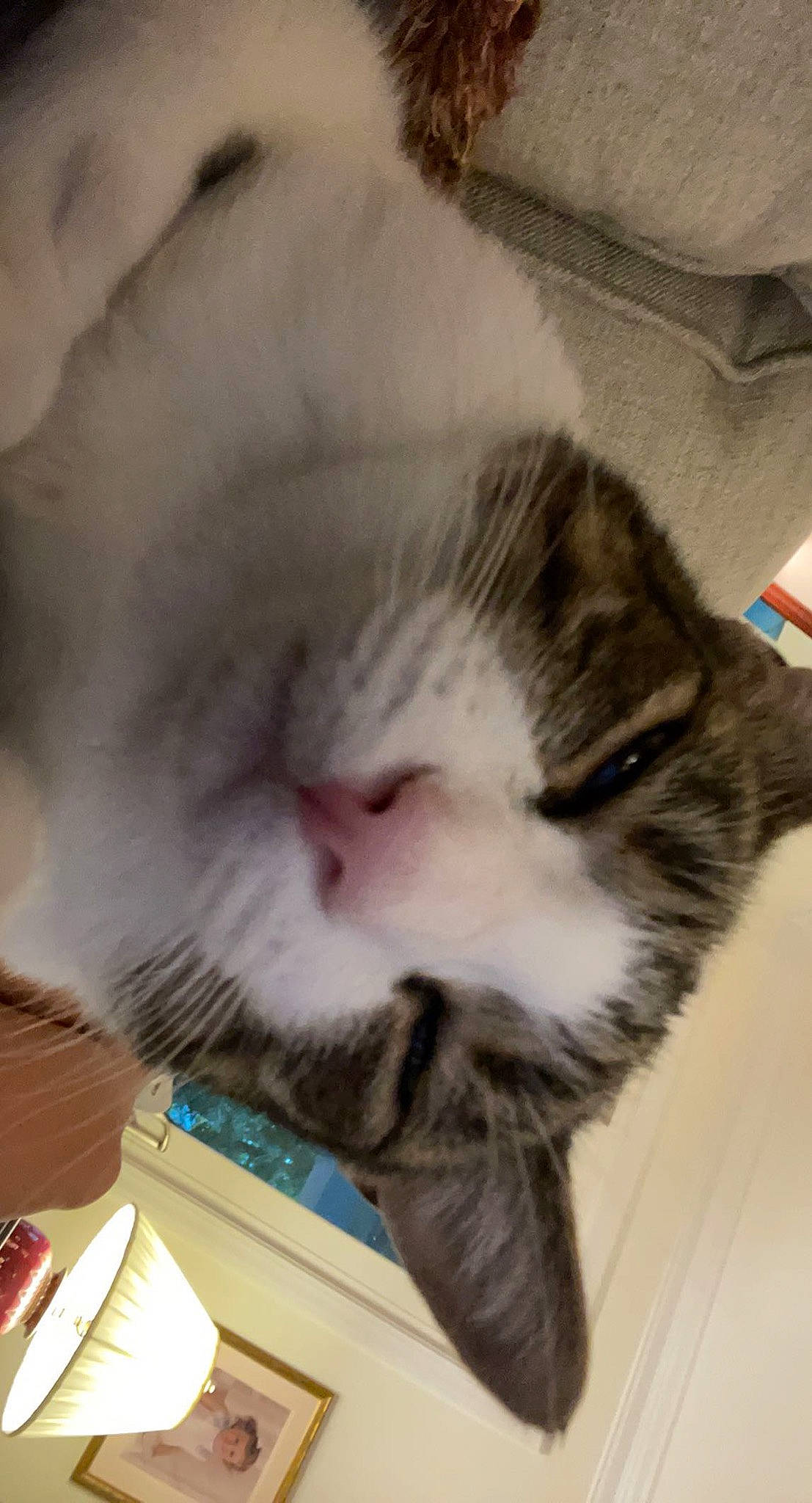 Chuck is registered to the contest to win money with this photo: carnivore, cat, claw, comfort, domestic_short_haired_cat, felidae, fur, nap, paw, sleep, small_to_medium_sized_cats, snout, tail, whiskers