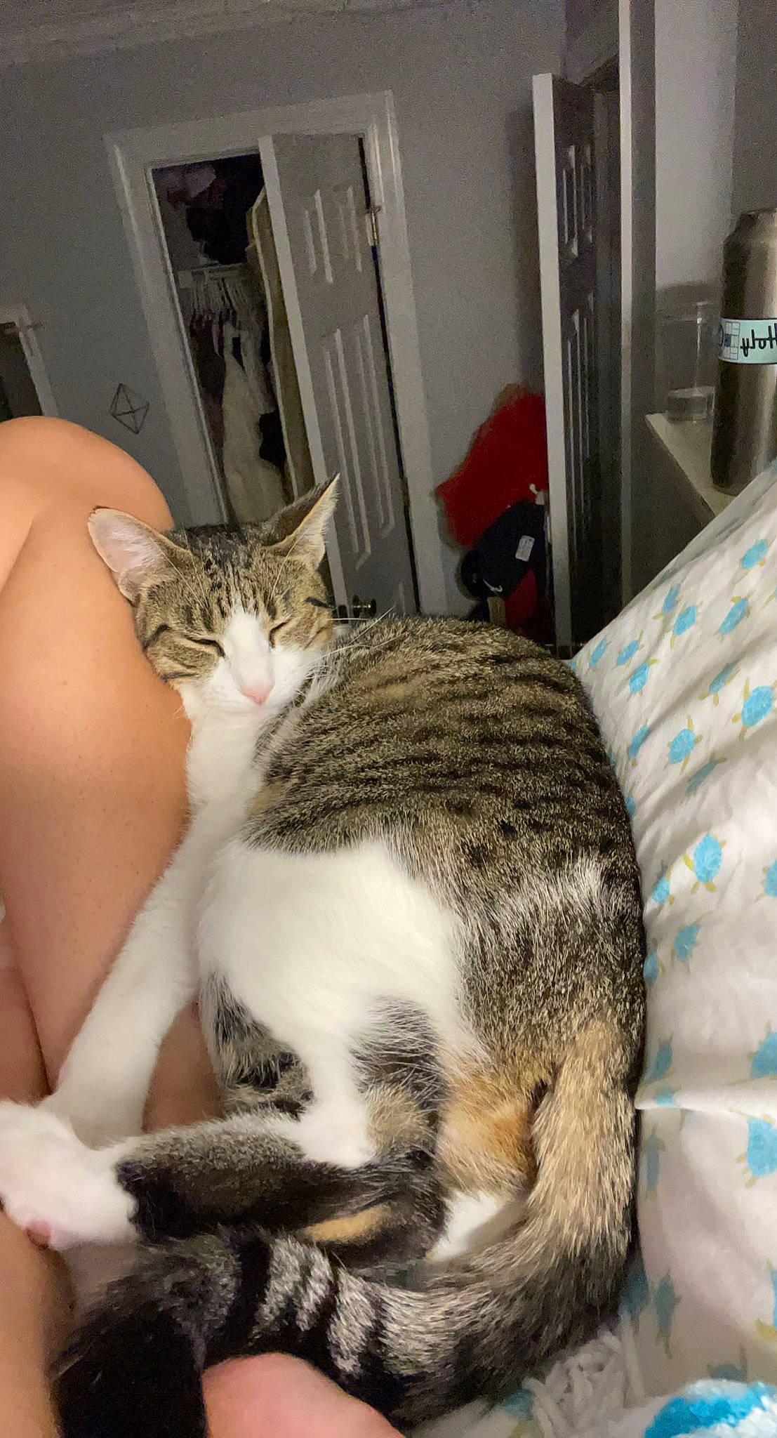 Chuck is registered to the contest to win money with this photo: bed, carnivore, cat, claw, comfort, domestic_short_haired_cat, door, ear, felidae, fur, linens, nap, paw, sitting, sleep, small_to_medium_sized_cats, snout, tail, terrestrial_animal, whiskers