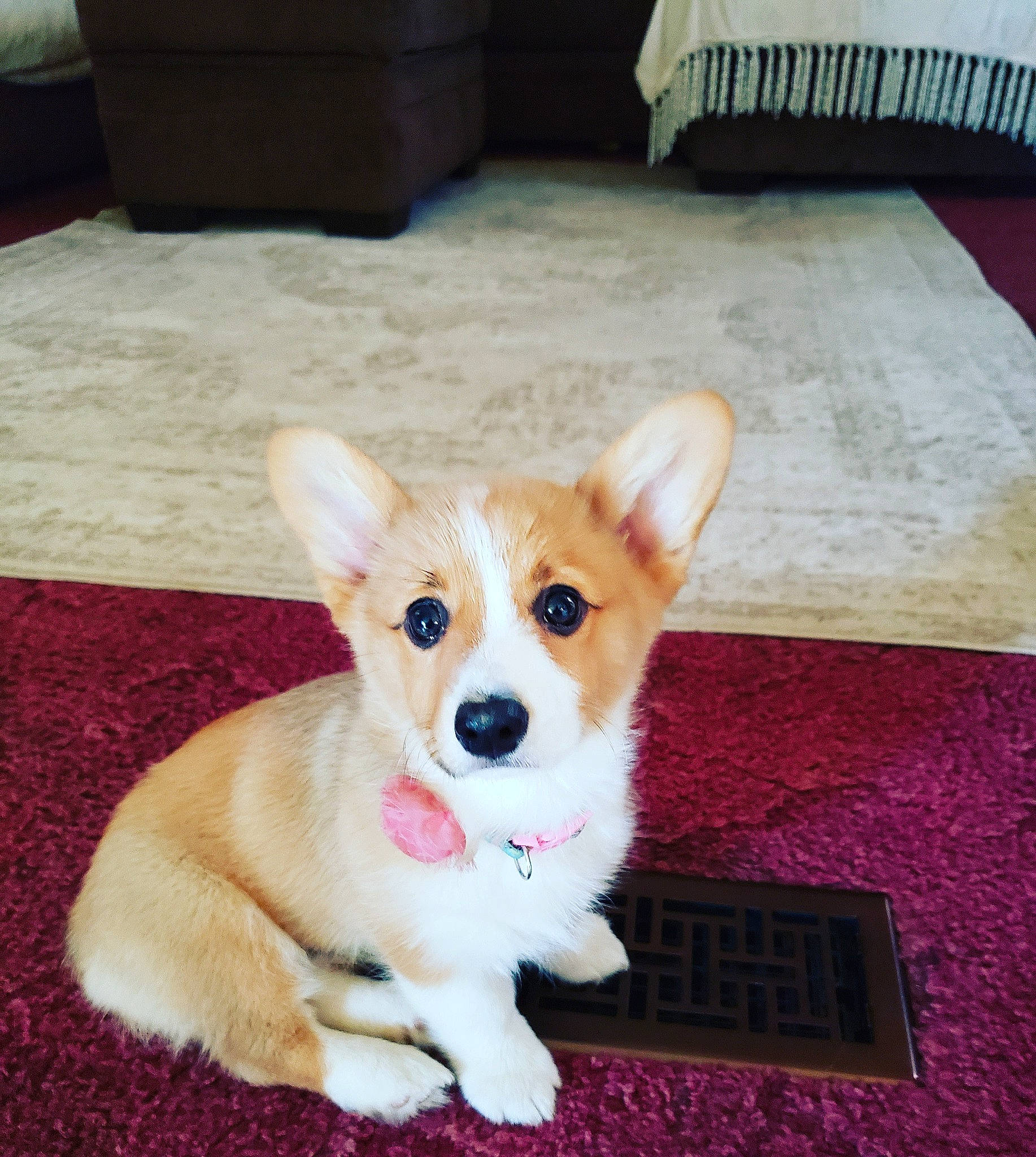 Mya is registered to the contest to win money with this photo: canidae, carnivore, companion_dog, dog, dog_breed, dog_supply, fawn, floor, flooring, fur, furniture, hardwood, paw, snout, sporting_group, tail, toy_dog, whiskers, wood, working_animal