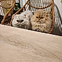 animal_portrait, cat, closeup, companion, cozy, curious, cute, domestic_animal, eyes, feline, fluffy_cat, furniture, furry, home, indoor, pet, sitting, two_cats, wicker_chair, wooden_table