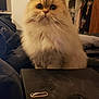 Tommy participe au concours pour gagner de l'argent avec cette photo : binder, blanket, cat, closeup, computer_mouse, cozy, curious, cute, domestic, fluffy, fur, furniture, household, indoor, pet, room, sitting, soft_lighting, whiskers, wide_eyes
