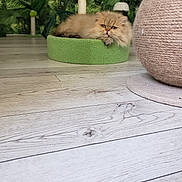 Tommy a rejoint le concours — aidez-le/la à gagner de superbes lots ! animal, cat, cozy, cute, domestic_cat, fluffy, fur, furniture, green_bed, home, indoor, mammal, paws, pet, plant_wallpaper, relaxed, resting, scratching_post, whiskers, wooden_floor
