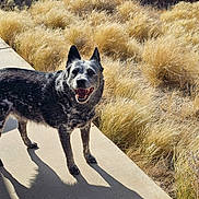 Coco joined the competition — help win amazing prizes! dog, outdoor, sunlight, shadow, grass, dry_grass, path, concrete, animal, pet, happy, smiling, ears, nature, daylight, walking, fence, canine, fur, portrait