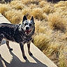 dog, outdoor, sunlight, shadow, grass, dry_grass, path, concrete, animal, pet, happy, smiling, ears, nature, daylight, walking, fence, canine, fur, portrait