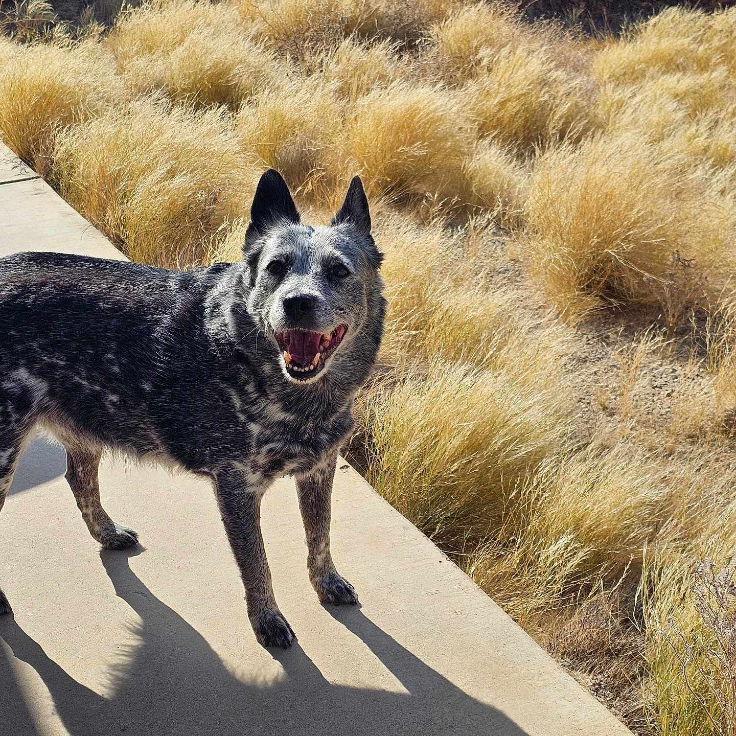 Coco