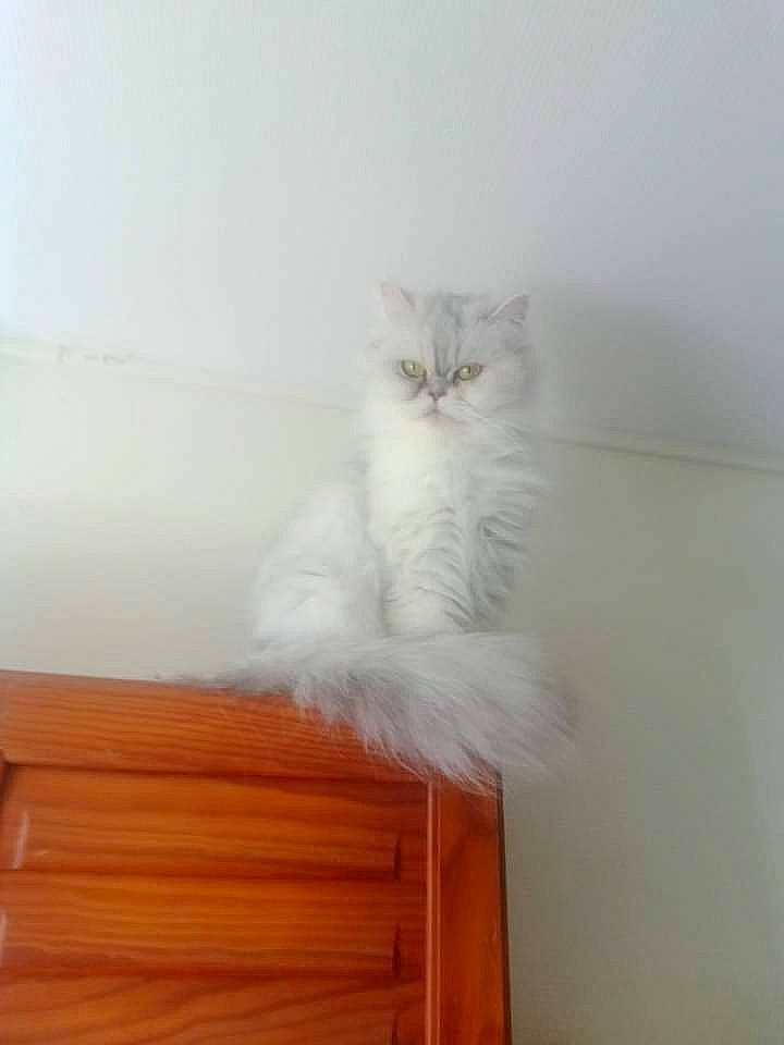 Milaine a rejoint le concours — aidez-le/la à gagner de superbes lots ! british_longhair, carnivore, cat, ceiling, comfort, felidae, flooring, fur, hardwood, paw, persian, plaster, ragdoll, small_to_medium_sized_cats, tail, varnish, whiskers, window, wood, wood_stain