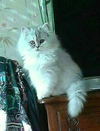 Felix a rejoint le concours — aidez-le/la à gagner de superbes lots ! british_longhair, carnivore, cat, event, felidae, fur, natural_material, small_to_medium_sized_cats, tail, terrestrial_animal, whiskers