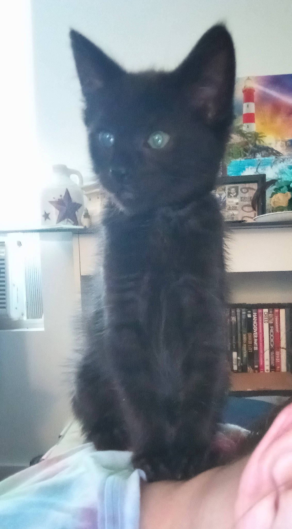 Cloe is registered to the contest to win money with this photo: black_cat, bombay, bookcase, canidae, carnivore, cat, claw, dog_breed, domestic_short_haired_cat, felidae, fur, grey, paw, picture_frame, room, shelf, small_to_medium_sized_cats, snout, tail, whiskers