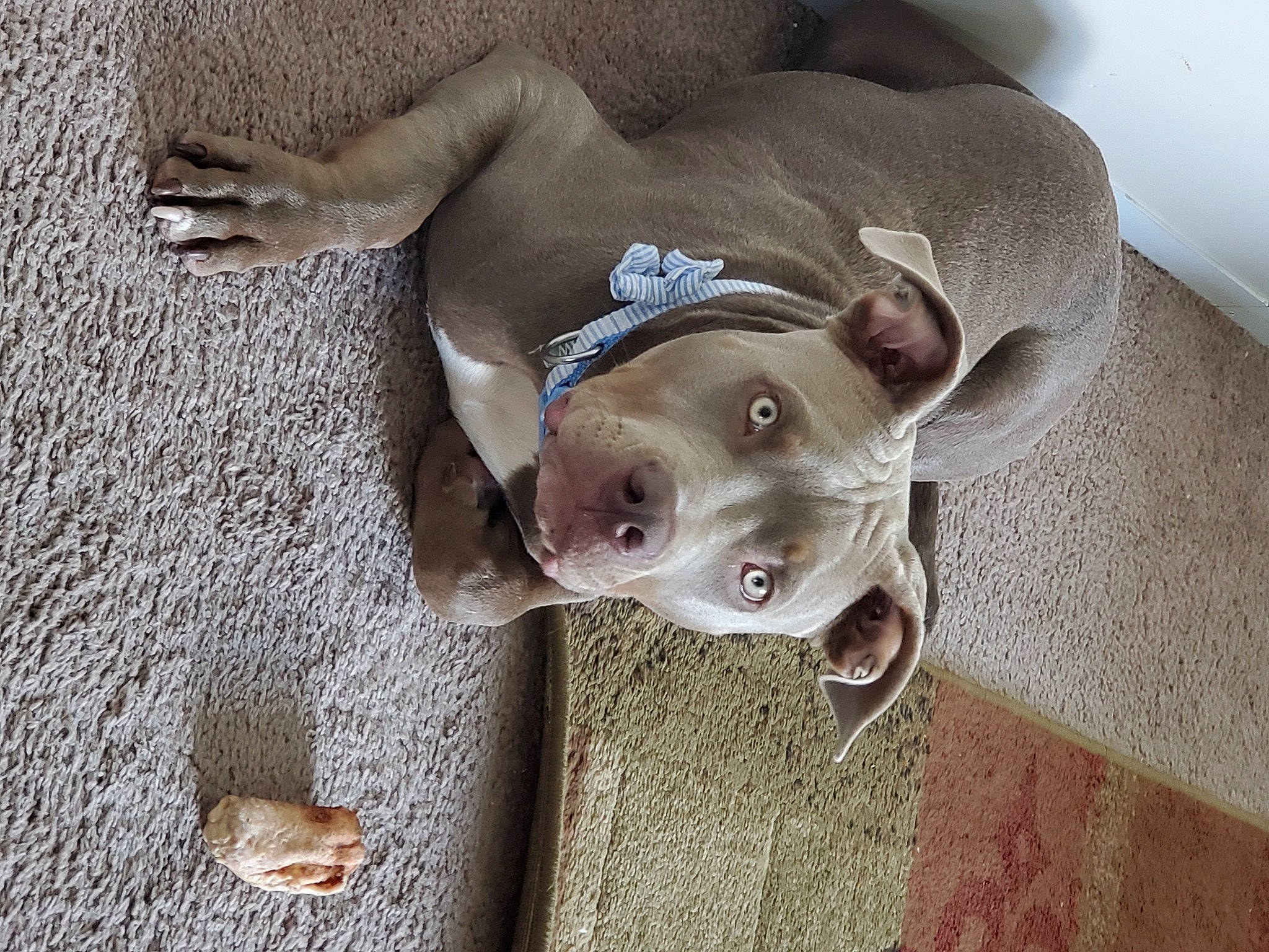 Tyson is registered to the contest to win money with this photo: art, canidae, carnivore, companion_dog, dog, dog_breed, fawn, grey, linens, liver, non_sporting_group, snout, sporting_group, terrestrial_animal, whiskers, wood, working_animal, wrinkle