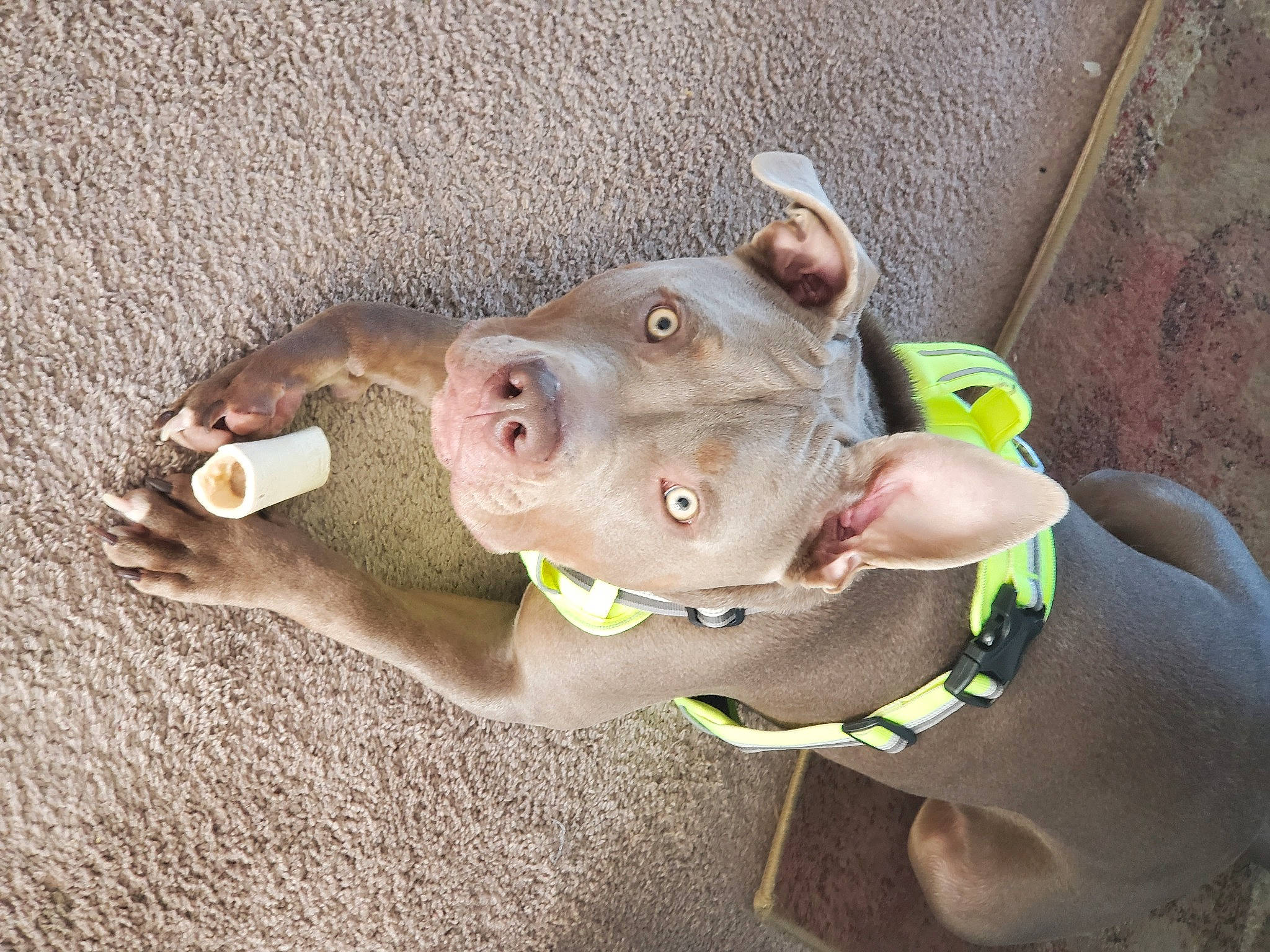 Tyson joined the competition — help win amazing prizes! canidae, carnivore, collar, dog, dog_breed, dog_collar, dog_supply, ear, fashion_accessory, fawn, leash, liver, mammal, snout, sporting_group, terrestrial_animal, vertebrate, whiskers, working_animal, wrinkle