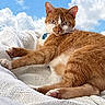 bed, blanket, cat, closeup, clouds, collar, cozy, cute, feline, fur, id_tag, lounging, orange_tabby, paws, pet, portrait, relaxed, sky, tabby_cat, whiskers