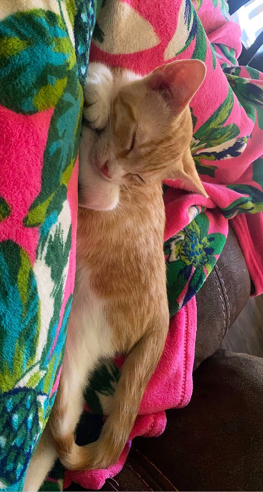 Jupiter joined the competition — help win amazing prizes! carnivore, cat, claw, comfort, companion_dog, domestic_short_haired_cat, fawn, felidae, fur, linens, magenta, nap, pattern, paw, plant, small_to_medium_sized_cats, snout, tail, textile, whiskers