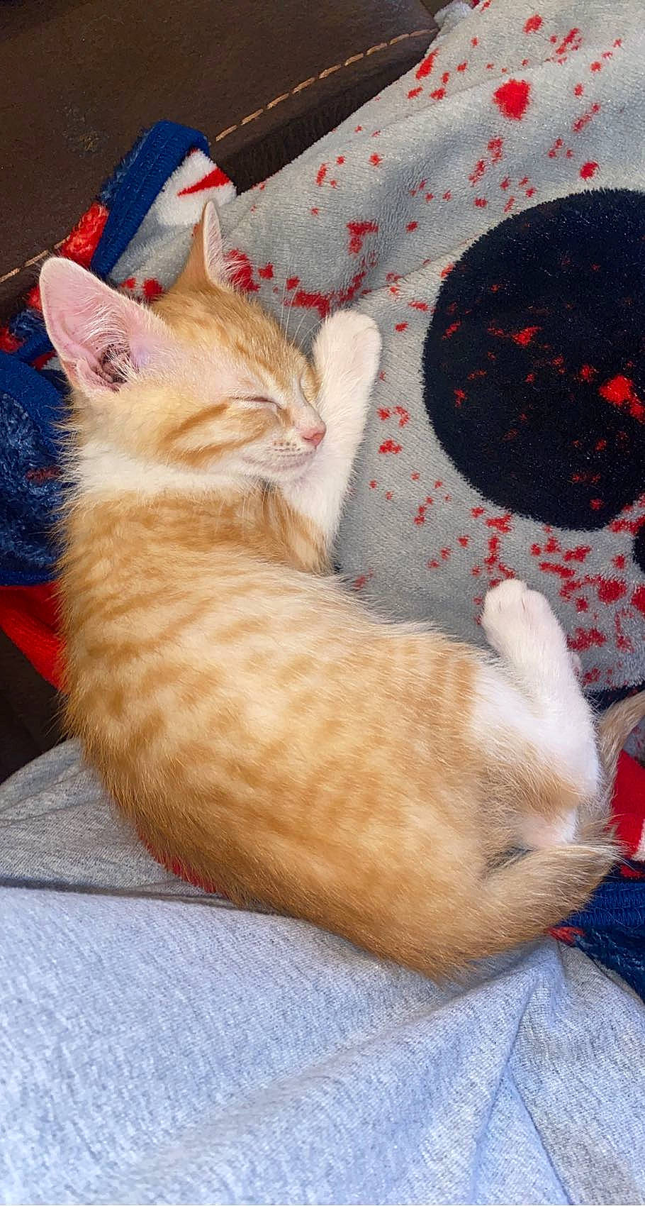 Jupiter is registered to the contest to win money with this photo: carnivore, cat, cat_bed, cat_supply, claw, comfort, domestic_short_haired_cat, fawn, felidae, foot, fur, mammal, nap, paw, sleep, small_to_medium_sized_cats, snout, tail, vertebrate, whiskers