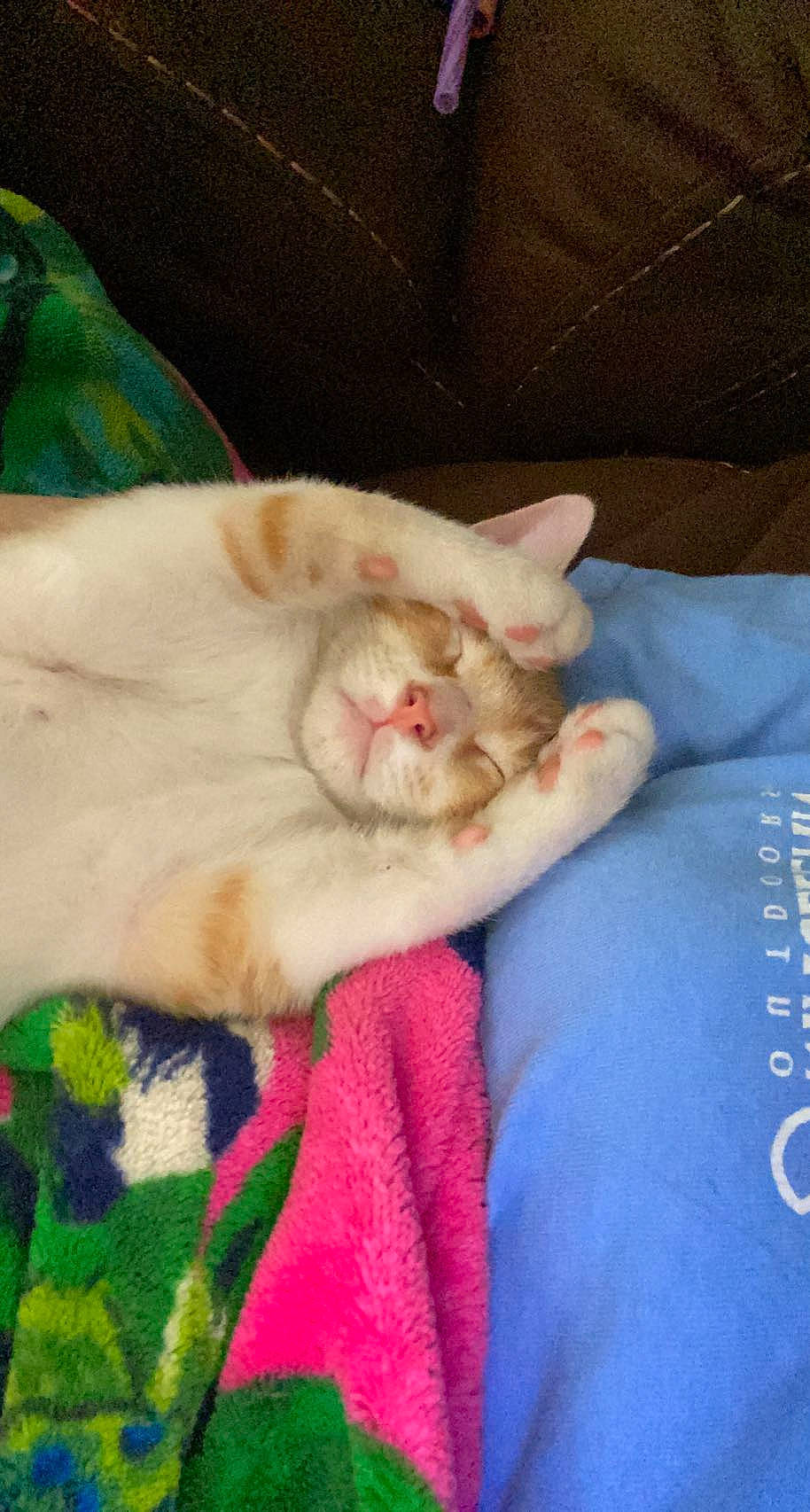 Jupiter joined the competition — help win amazing prizes! carnivore, cat, claw, comfort, companion_dog, domestic_short_haired_cat, fawn, felidae, fur, linens, nail, nap, paw, sleep, small_to_medium_sized_cats, snout, tail, teddy_bear, textile, whiskers