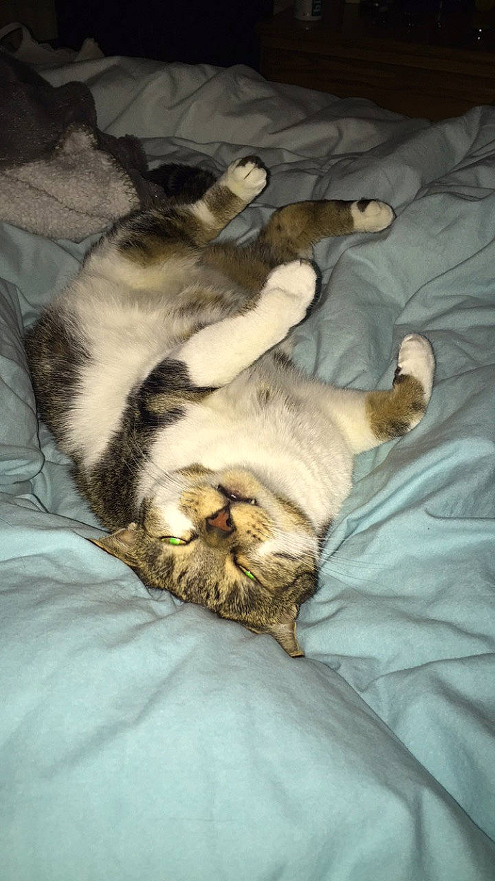 Lionne a rejoint le concours — aidez-le/la à gagner de superbes lots ! canidae, carnivore, cat, dog_breed, felidae, nap, paw, sleep, small_to_medium_sized_cats, whiskers