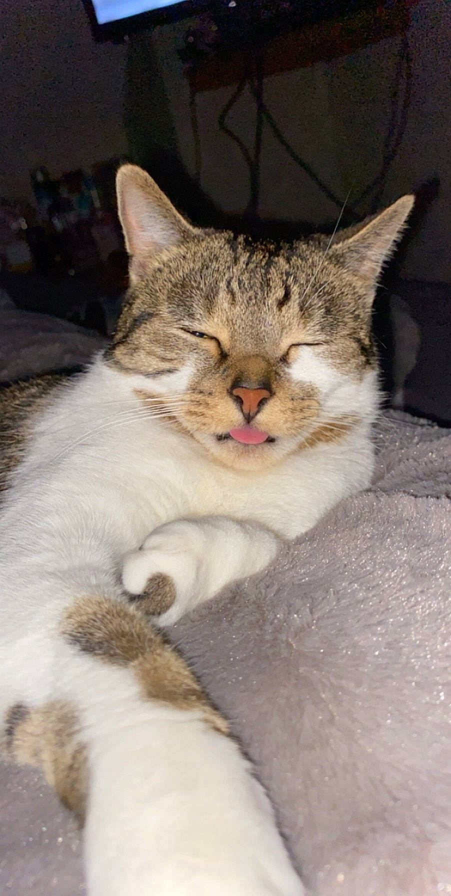 Lionne participe au concours pour gagner de l'argent avec cette photo : aegean_cat, american_shorthair, american_wirehair, arabian_mau, asian, australian_mist, carnivore, cat, domestic_short_haired_cat, european_shorthair, fawn, felidae, kitten, mammal, singapura, small_to_medium_sized_cats, tabby_cat, vertebrate, whiskers