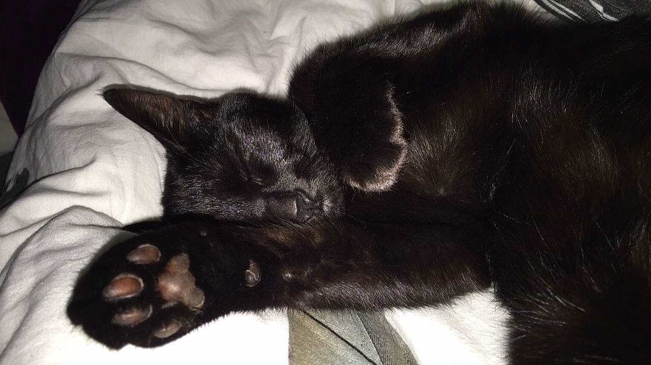 Maya a rejoint le concours — aidez-le/la à gagner de superbes lots ! black, black_cat, bombay, carnivore, cat, claw, ear, felidae, fur, hand, havana_brown, kitten, nap, oriental_longhair, paw, polydactyl_cat, small_to_medium_sized_cats, snout, tail, whiskers